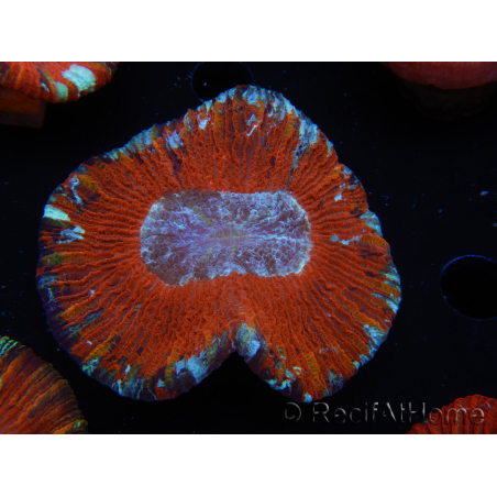WYSIWYG Trachyphyllia geoffroyi B1 (5 cm)