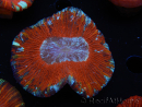 WYSIWYG Trachyphyllia geoffroyi B1 (5 cm)