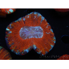 WYSIWYG Trachyphyllia geoffroyi B1 (5 cm)