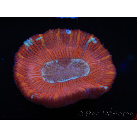 WYSIWYG Trachyphyllia geoffroyi B2 (Skeleton 6 cm/ Open 4.5 cm)