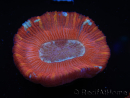 WYSIWYG Trachyphyllia geoffroyi B2 (Esqueleto 6 cm/ Abierto 4.5 cm)
