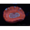 WYSIWYG Trachyphyllia geoffroyi B2 (Esqueleto 6 cm/ Abierto 4.5 cm)