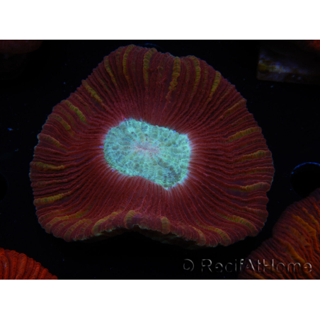 WYSIWYG Trachyphyllia geoffroyi B4 (Skelett 6.5 cm/ Geöffnet 8 cm)