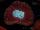 WYSIWYG Trachyphyllia geoffroyi B4 (Skelett 6.5 cm/ Geöffnet 8 cm)