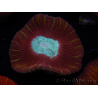 WYSIWYG Trachyphyllia geoffroyi B4 (Skelett 6.5 cm/ Geöffnet 8 cm)