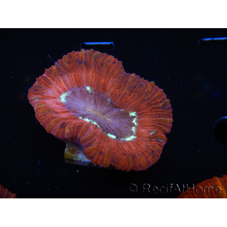 WYSIWYG Trachyphyllia geoffroyi B5 (Skeleton 5 cm/ Open 6.5 cm)