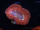 WYSIWYG Trachyphyllia geoffroyi B5 (Esqueleto 5 cm/ Abierto 6.5 cm)
