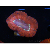 WYSIWYG Trachyphyllia geoffroyi B5 (Skelett 5 cm/ Geöffnet 6,5 cm)