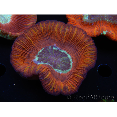 WYSIWYG Trachyphyllia geoffroyi B6 (4 cm)