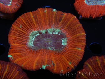 WYSIWYG Trachyphyllia geoffroyi C1 (Esqueleto 4 cm / Abierta 5 cm)