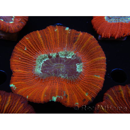 WYSIWYG Trachyphyllia geoffroyi C1 (Skelett 4 cm/ Geöffnet 5 cm)