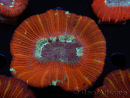 WYSIWYG Trachyphyllia geoffroyi C1 (Scheletro 4 cm/ Aperto 5 cm)