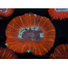 WYSIWYG Trachyphyllia geoffroyi C1 (Scheletro 4 cm/ Aperto 5 cm)