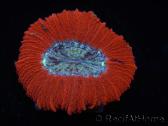 WYSIWYG Trachyphyllia geoffroyi C2 (Esqueleto 4 cm / Abierto 5 cm)