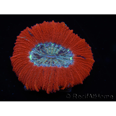 WYSIWYG Trachyphyllia geoffroyi C2 (Skeleton 4 cm/ Open 5 cm)