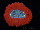 WYSIWYG Trachyphyllia geoffroyi C2 (Scheletro 4 cm/ Aperto 5 cm)