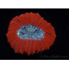 WYSIWYG Trachyphyllia geoffroyi C2 (Scheletro 4 cm/ Aperto 5 cm)