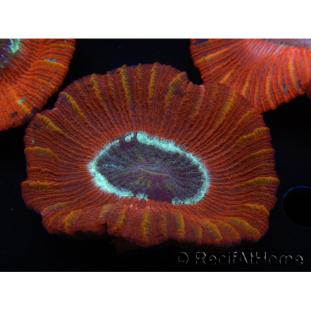 WYSIWYG Trachyphyllia geoffroyi C3 (Skeleton 4.5 cm / Open 6.5 cm)