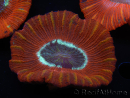 WYSIWYG Trachyphyllia geoffroyi C3 (Scheletro 4.5 cm/ Aperto 6.5 cm)