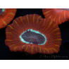 WYSIWYG Trachyphyllia geoffroyi C3 (Scheletro 4.5 cm/ Aperto 6.5 cm)