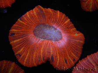 WYSIWYG Trachyphyllia geoffroyi C4 (Esqueleto 4 cm/ Abierto 6.5 cm)