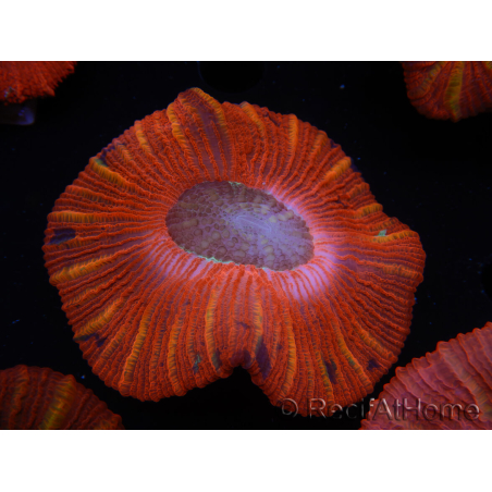 WYSIWYG Trachyphyllia geoffroyi C4 (Scheletro 4 cm / Aperto 6,5 cm)