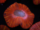 WYSIWYG Trachyphyllia geoffroyi C4 (Esqueleto 4 cm/ Abierto 6.5 cm)