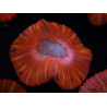 WYSIWYG Trachyphyllia geoffroyi C4 (Skelett 4 cm / Geöffnet 6,5 cm)