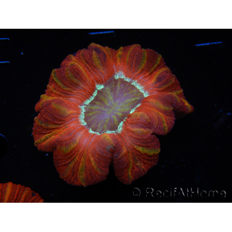 WYSIWYG Trachyphyllia geoffroyi C5 (Skelett 4,5 cm/ Geöffnet 7 cm)