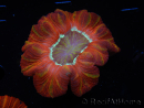 WYSIWYG Trachyphyllia geoffroyi C5 (Skeleton 4.5 cm/ Open 7 cm)