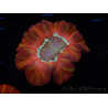 WYSIWYG Trachyphyllia geoffroyi C5 (Skeleton 4.5 cm / Open 7 cm)