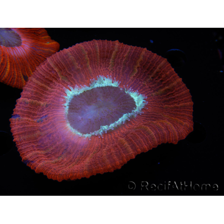 WYSIWYG Trachyphyllia geoffroyi C6 (6 cm)