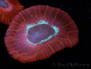 WYSIWYG Trachyphyllia geoffroyi C6 (6 cm)