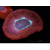 WYSIWYG Trachyphyllia geoffroyi C6 (6 cm)