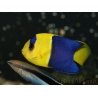 Centropyge bicolor 5-7 cm