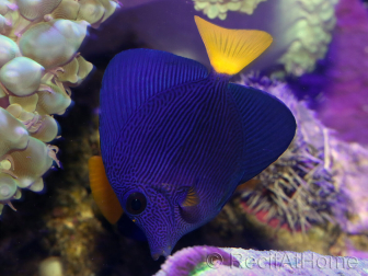 Zebrasoma xanthurum 5-6 cm