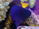 Zebrasoma xanthurum 5-6 cm