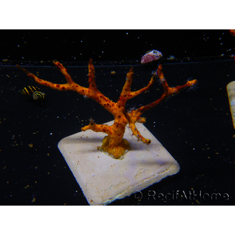 Diodogorgia nodulifera Caribbean 3 (16cm)