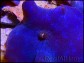 Discosoma bleu coeruleus élevage