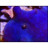Discosoma bleu coeruleus élevage