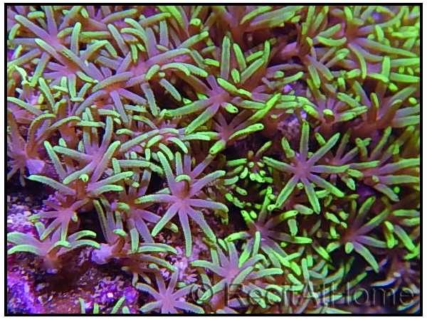 WYSIWYG Pachyclavularia pointes vertes fluo M