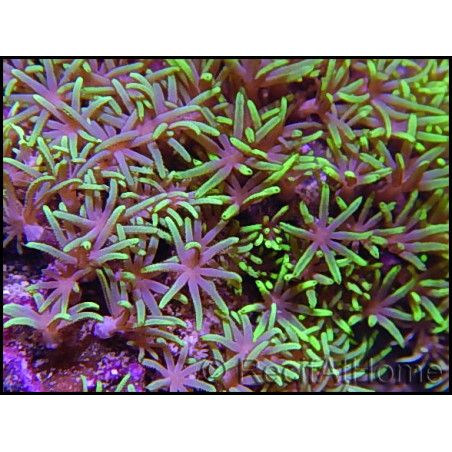 WYSIWYG Pachyclavularia pointes vertes fluo M