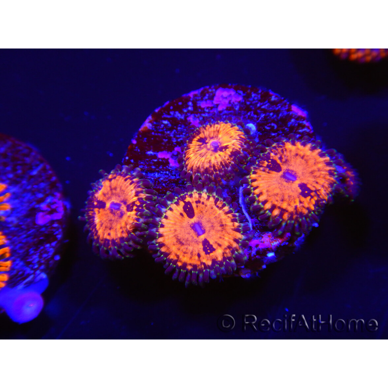 WYSIWYG - WWC Zoanthus Blood Sucker 2P5