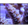 Acropora Pulchra violet S