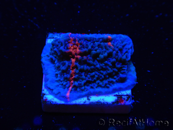 WYSIWYG - RAH Montipora plateau GRAFTED Darth Maul 1