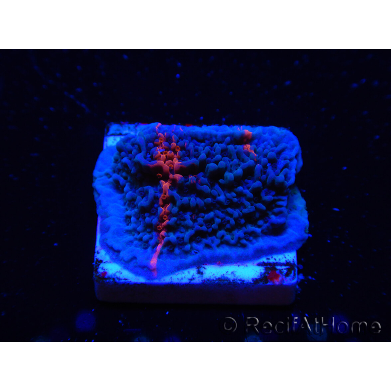 WYSIWYG - RAH Montipora plateau GRAFTED Darth Maul 1