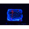 WYSIWYG - RAH Montipora plateau GRAFTED Darth Maul 1