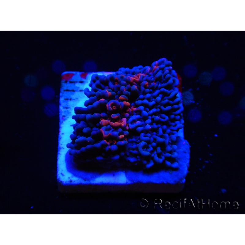WYSIWYG - RAH Montipora plate GRAFTED Darth Maul 2