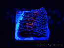 WYSIWYG - RAH Montipora plate GRAFTED Darth Maul 2