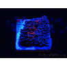 WYSIWYG - RAH Montipora plate GRAFTED Darth Maul 2